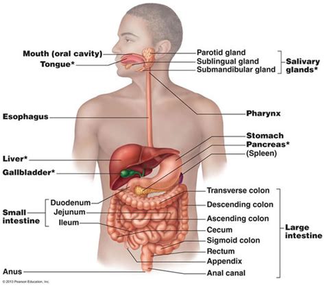 Digestive System Anatomy And Physiology The Wonders Of The Human Body