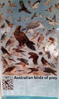 Birds of Prey Poster – Raptor Refuge Inc.