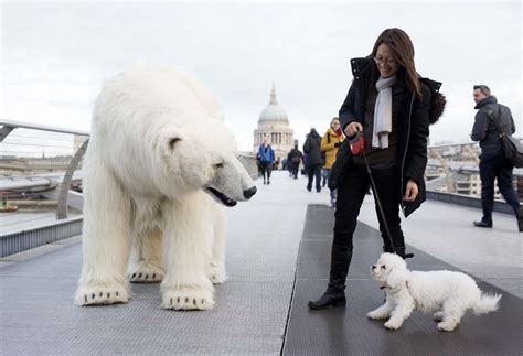 Why is a polar bear on London's streets?