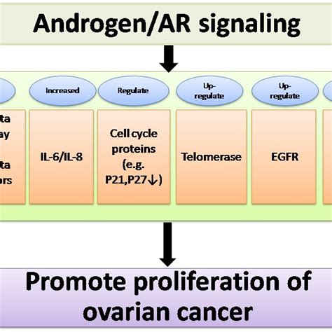 Ligand Dependent Activation Of AR Androgen Binding To AR Causes