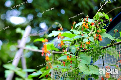 Flowering bean plants in a garden, Stock Photo, Picture And Royalty ...