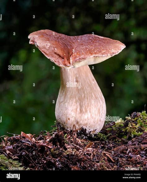 Boletus Edulis Penny Bun Or Cep Stock Photo Alamy