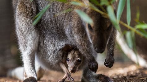 Zoo Babies at Cincinnati Zoo are totally adorable