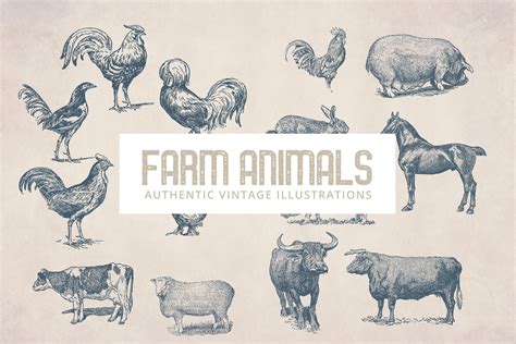 55 Vintage Farm Animals | Animal Illustrations ~ Creative Market