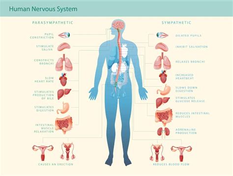 Your Gut and the Autonomic Nervous System - BioDesign Wellness Center