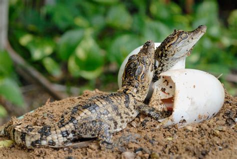 ¿cómo Se Reproducen Los Cocodrilos Mis Animales