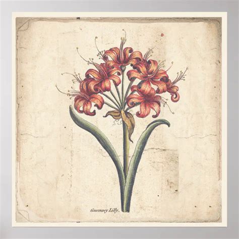 Antique Botanical Print Poster Red Guernsey Lily | Zazzle