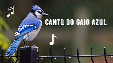 Canto Do Gaio Azul Blue Jay Cyanocitta Cristata YouTube