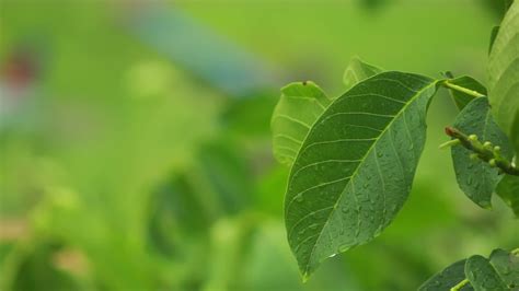 raindrops falling on leaves 13528554 Stock Video at Vecteezy