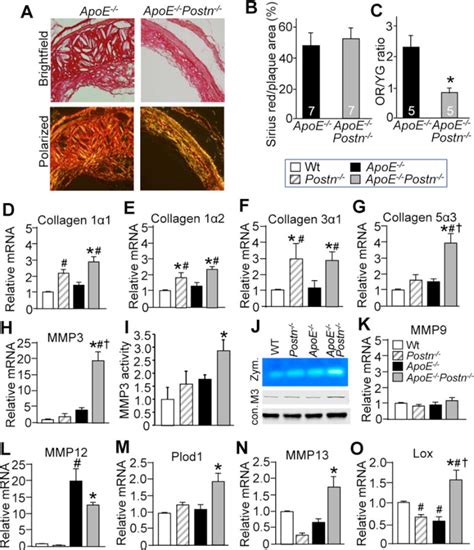 Figure 14 From Dissecting The Roles Of Periostin And TGFBI In