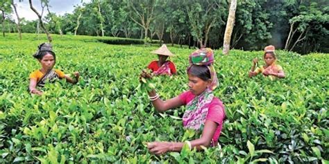 Tea Garden Tour sreemangal Sylhet