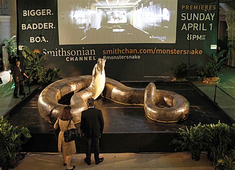 LOOK Titanoboa World S Biggest Snake Coming To Smithsonian HuffPost