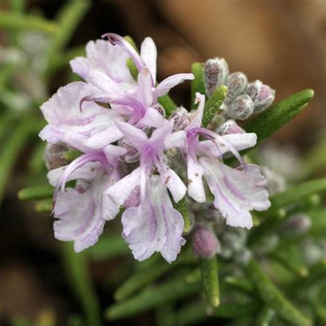 Romarin Rig Floraison Rose Rosmarinus Officinalis Roseus