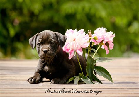 Puppies and Flowers Wallpapers - WallpaperSafari