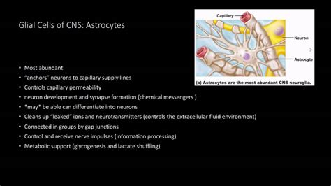 Neuroglial Cells Of The Cns And Pns Youtube