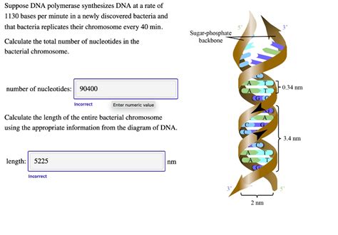 Solved Suppose Dna Polymerase Synthesizes Dna At A Rate Of 1130 Bases