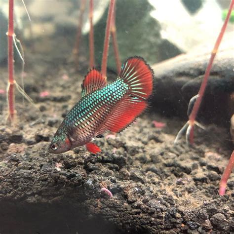 Halfmoon Betta Fish Types Care Ac Aquarium Life