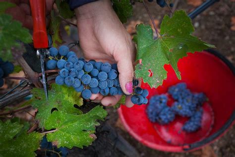 Bolgheri Toskana Italien Verarbeitung Der Weinberge Stockfoto