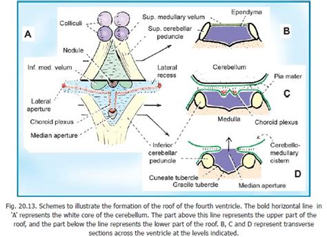 Cerebellar Peduncles - Gross Anatomy of the Cerebellum