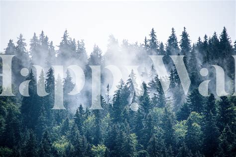 Misty Foggy Forest Wallpaper | Happywall