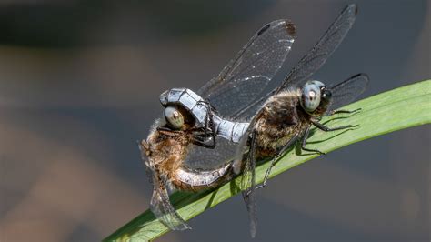 Dragonfly Insecto Macro Foto Gratis En Pixabay Pixabay