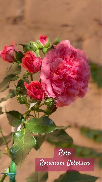 Плетистая Роза Розариум Ютерсон #розы #цветы #rose #flowers #garden # ...