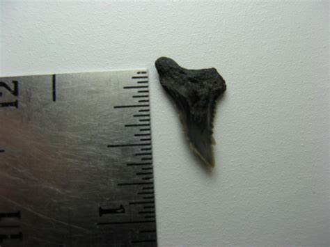 Unknown Shark Tooth? - Fossil ID - The Fossil Forum