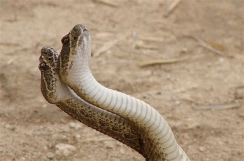 Rattlesnake Bites in Animals – Naturopathic/ Functional Medicine ...