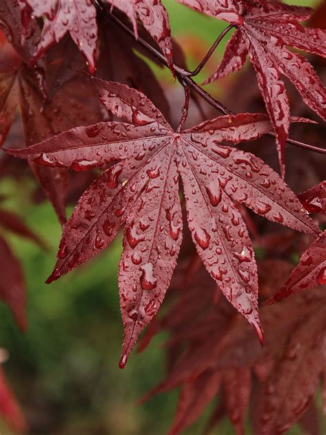 Emperor I Japanese Maple J Frank Schmidt Son Co