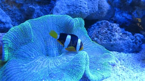 Underwater Blue World and Its Inhabitants Stock Image - Image of ...