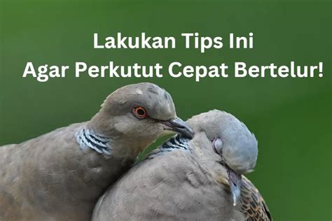 Tips Mempercepat Burung Perkutut Bertelur Salah Satunya Pakai Bahan