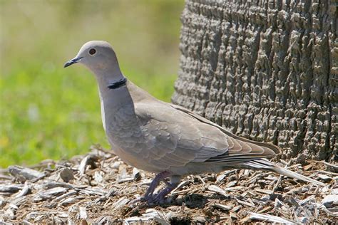 Eurasian Collared-Dove - ID, Facts, Diet, Habit & More | Birdzilla