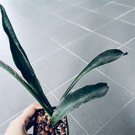 Sansevieria Watermark Furniture Home Living Gardening Plants