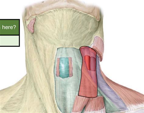 17 Carotid Sheath Diagram Quizlet