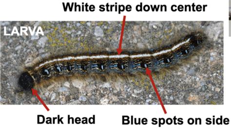 Lab 6 - Lepidoptera Identification Flashcards | Quizlet