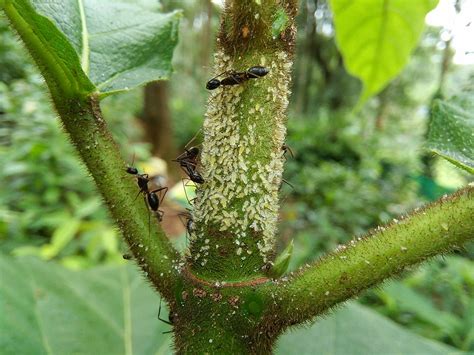 What Bugs Are Eating My Trees The 9 Worst Tree Insects In Idaho