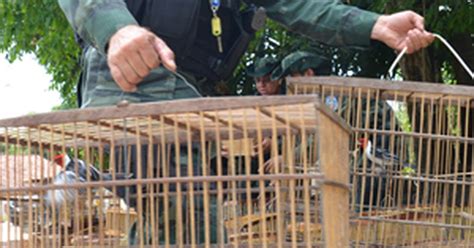 G1 Cerca de 45 aves silvestres são apreendidas na Grande João Pessoa