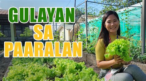 GULAYAN SA PAARALAN MGA PARAAN SA MATAGUMPAY NA PAGTATANIM NG LETTUCE