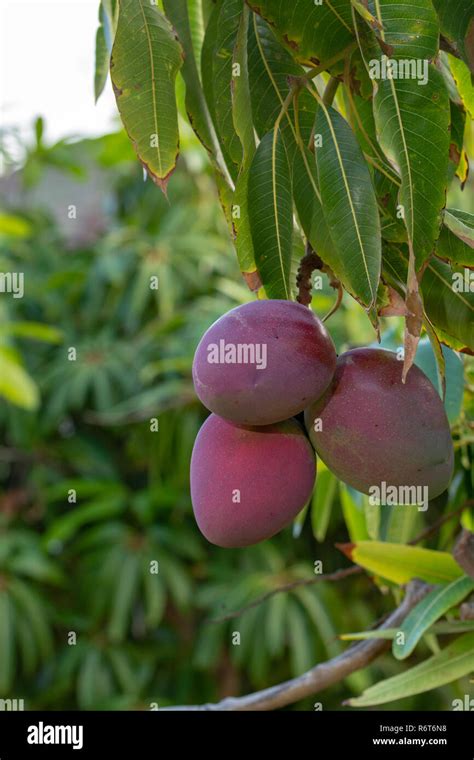 Tropical Mango Tree With Big Ripe Mango Fruits Growing In Orchard On