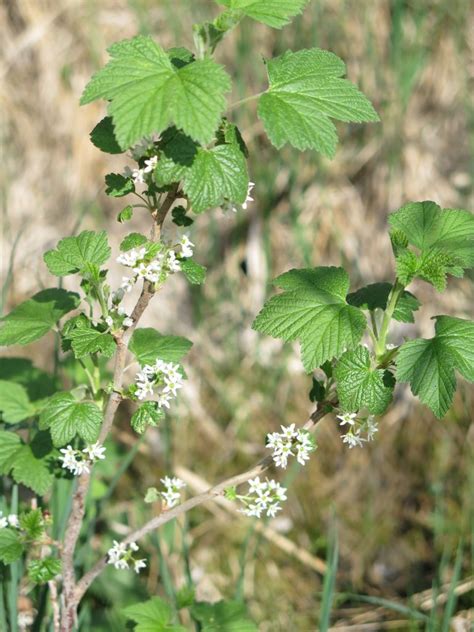 Northern Black Currant Awes Agroforestry And Woodlot Extension