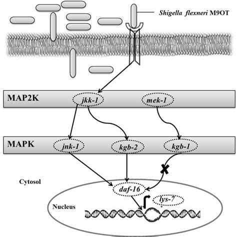 Proposed Model For The Role Of JNK MAPK Signaling Cascade During M9OT