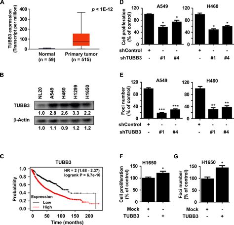 Tubb3 Plays Oncogenic Effect On Nsclc A C Clinical Parameters Of