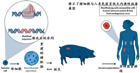 基因编辑技术，让猪成为人类的“器官捐献者” 凤凰资讯