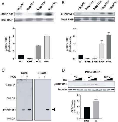 Raf Kinase Inhibitory Protein Regulates The Camp Dependent Protein