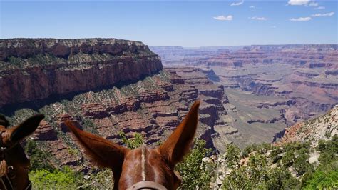 Grand Canyon Mule Ride May 2017 Youtube