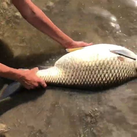 Releasing The Biggest Carp In South Florida Carp Fishing Youtube