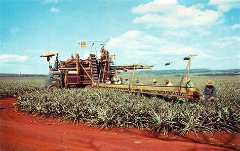 Pineapple Harvesting In Our 50th State Hawaii Hawaii Pearl Harbor