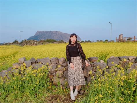 제주 유채꽃 명소 성산 유채꽃재배단지 제주도 성산일출봉이 보이는 유채꽃밭 네이버 블로그