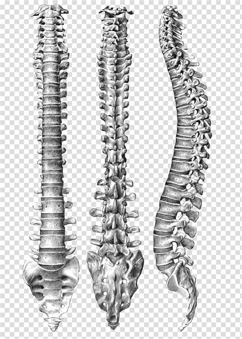 Human Vertebral Column Spinal Anatomy Human Body Vertebral Transparent