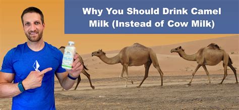 Why Camel Milk Is Healthier Than Cow's Milk